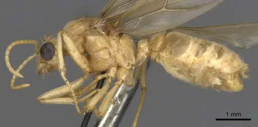 Tranopelta gilva specimen CASENT0900747 image casent0900747_4