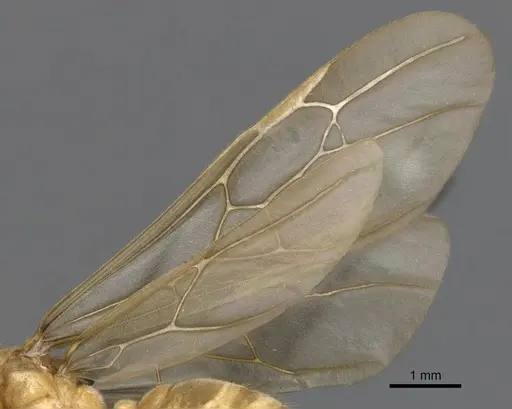 Tranopelta gilva specimen CASENT0900747 image casent0900747_5
