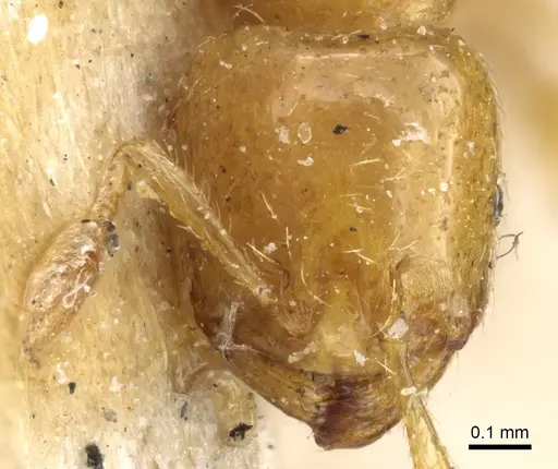 Tranopelta gilva specimen CASENT0904617 image casent0904617_2