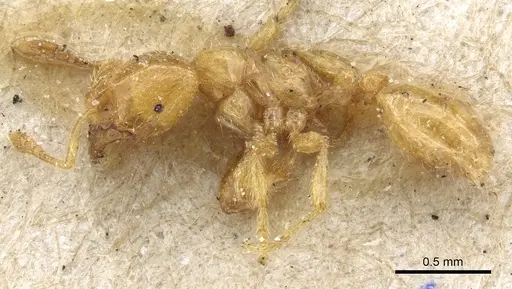 Tranopelta gilva specimen CASENT0904617 image casent0904617_3