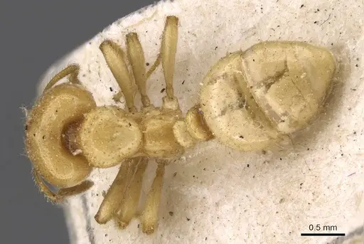 Tranopelta gilva specimen CASENT0908790 image casent0908790_1