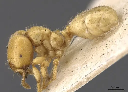 Tranopelta gilva specimen CASENT0908790 image casent0908790_3