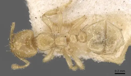 Tranopelta gilva specimen CASENT0913105 image casent0913105_1