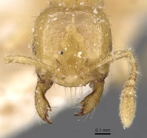 Tranopelta gilva specimen CASENT0913105 image casent0913105_2
