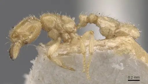 Tranopelta gilva specimen CASENT0913105 image casent0913105_3
