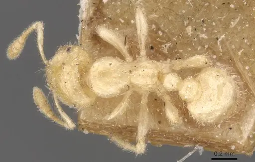 Tranopelta gilva specimen CASENT0913106 image casent0913106_1