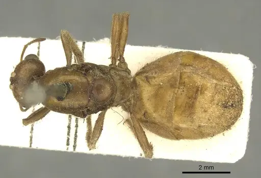 Tranopelta gilva specimen CASENT0916040 image casent0916040_1