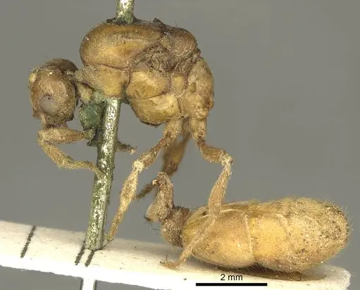Tranopelta gilva specimen CASENT0916040 image casent0916040_3