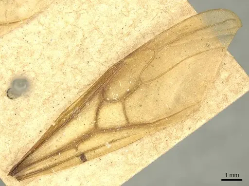 Tranopelta gilva specimen CASENT0916041 image casent0916041_1