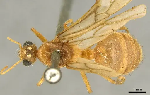 Tranopelta gilva specimen CASENT0916042 image casent0916042_1