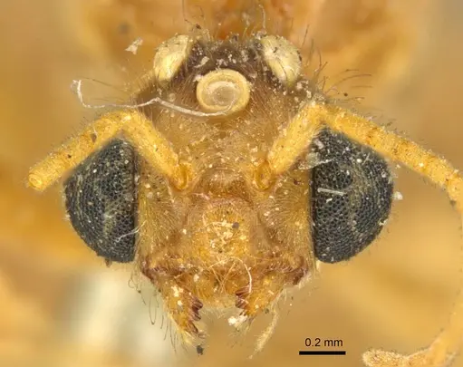 Tranopelta gilva specimen CASENT0916042 image casent0916042_2