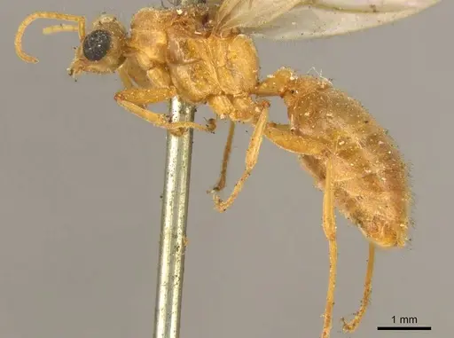 Tranopelta gilva specimen CASENT0916042 image casent0916042_3
