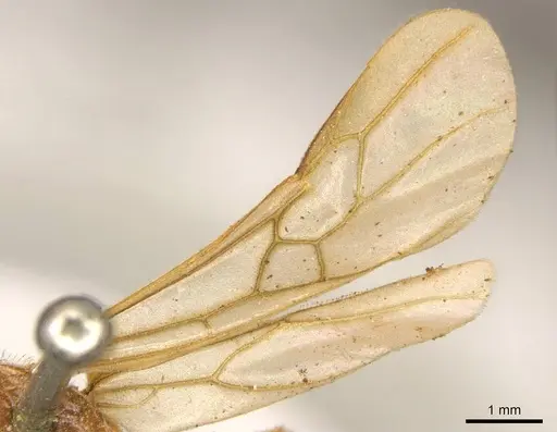 Tranopelta gilva specimen CASENT0916042 image casent0916042_4