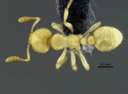 Tranopelta gilva specimen CBUMAGENT41927 image cbumagent41927_1