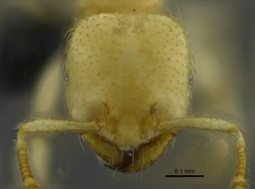 Tranopelta gilva specimen CBUMAGENT41927 image cbumagent41927_2