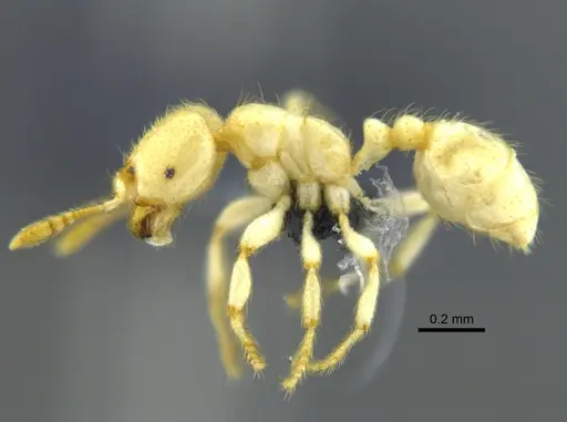 Tranopelta gilva specimen CBUMAGENT41927 image cbumagent41927_3