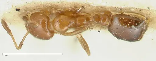 Tranopelta gilva specimen FOCOL1883 image focol1883_1