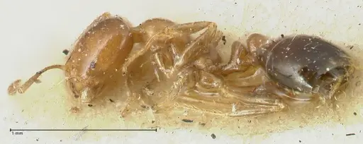 Tranopelta gilva specimen FOCOL1883 image focol1883_3