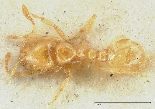 Tranopelta gilva specimen FOCOL1884 image focol1884_1