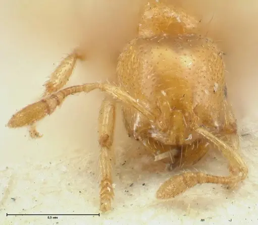 Tranopelta gilva specimen FOCOL1884 image focol1884_2