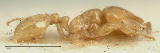 Tranopelta gilva specimen FOCOL1884 image focol1884_3