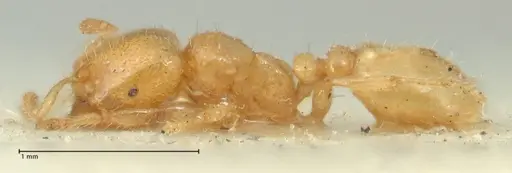 Tranopelta gilva specimen FOCOL1884 image focol1884_4
