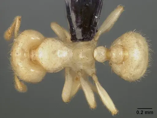 Tranopelta gilva specimen USNMENT00445763 image usnment00445763_1
