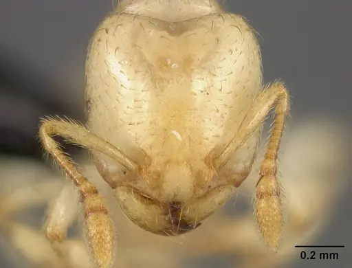 Tranopelta gilva specimen USNMENT00445763 image usnment00445763_2