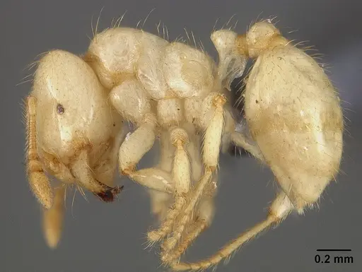 Tranopelta gilva specimen USNMENT00445763 image usnment00445763_3