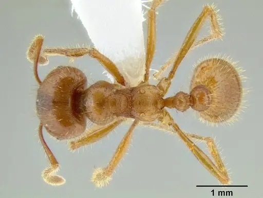 Tranopelta subterranea specimen CASENT0106207 image casent0106207_1