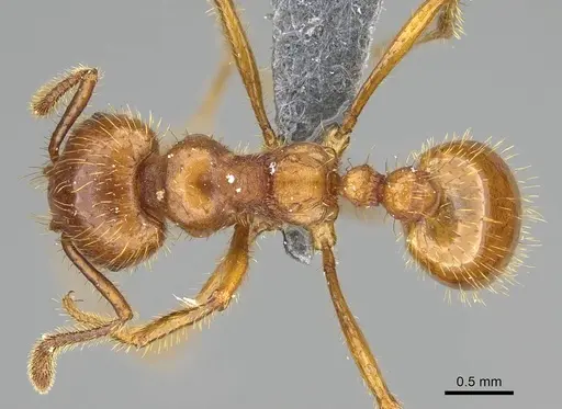 Tranopelta subterranea specimen CASENT0375175 image casent0375175_1