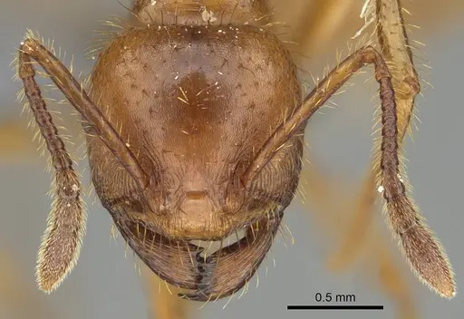 Tranopelta subterranea specimen CASENT0375175 image casent0375175_2