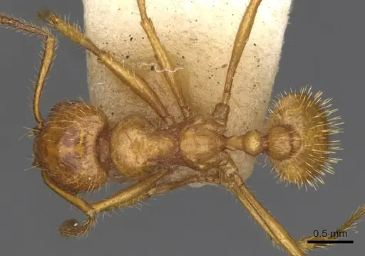 Tranopelta subterranea specimen CASENT0900746 image casent0900746_1