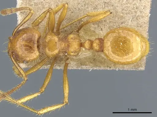 Tranopelta subterranea specimen CASENT0904616 image casent0904616_1