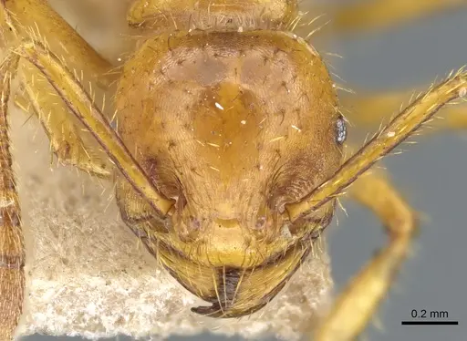 Tranopelta subterranea specimen CASENT0904616 image casent0904616_2