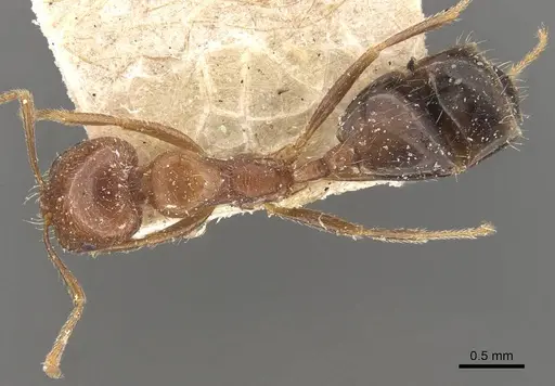 Trichomyrmex aberrans specimen CASENT0908722 image casent0908722_1