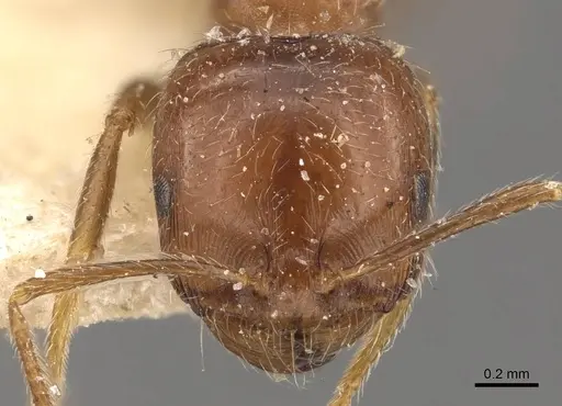 Trichomyrmex aberrans specimen CASENT0908722 image casent0908722_2