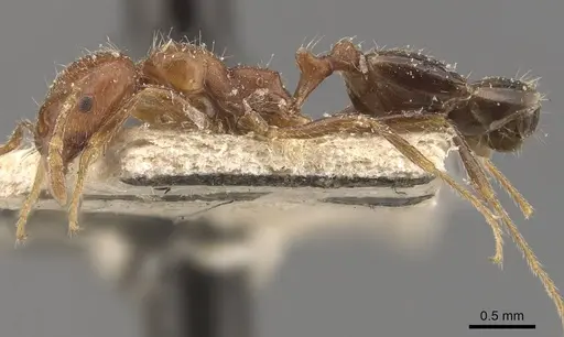 Trichomyrmex aberrans specimen CASENT0908722 image casent0908722_3