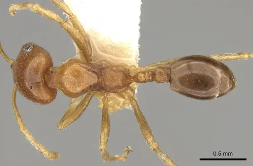 Trichomyrmex aberrans specimen CASENT0914156 image casent0914156_1