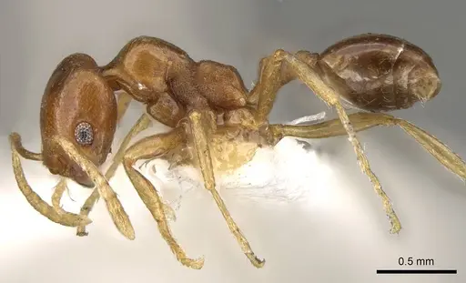 Trichomyrmex aberrans specimen CASENT0914156 image casent0914156_3