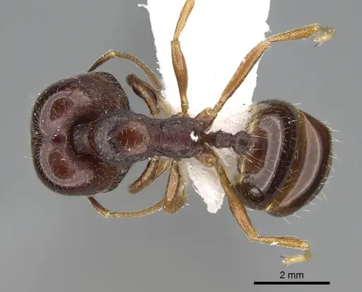 Trichomyrmex abyssinicus specimen ANTWEB1025172 image antweb1025172_1