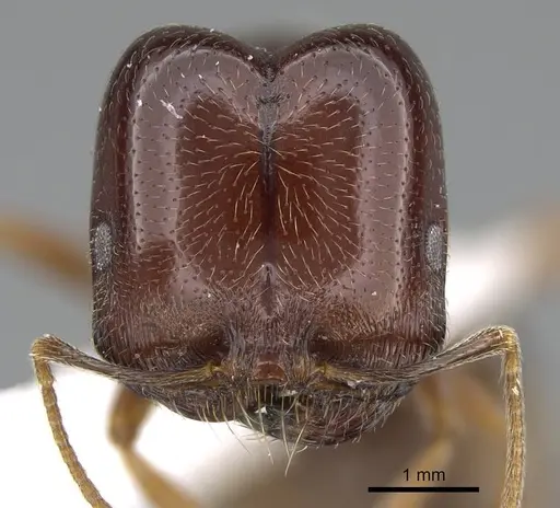 Trichomyrmex abyssinicus specimen ANTWEB1025172 image antweb1025172_2