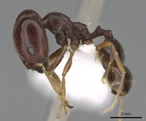 Trichomyrmex abyssinicus specimen ANTWEB1025172 image antweb1025172_3