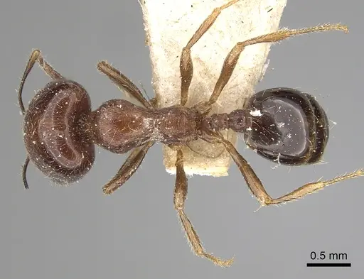 Trichomyrmex abyssinicus specimen CASENT0249905 image casent0249905_1