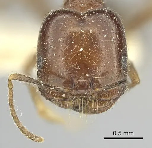 Trichomyrmex abyssinicus specimen CASENT0249905 image casent0249905_2