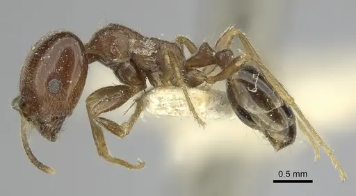 Trichomyrmex abyssinicus specimen CASENT0249905 image casent0249905_3