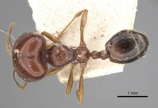 Trichomyrmex abyssinicus specimen CASENT0249906 image casent0249906_1
