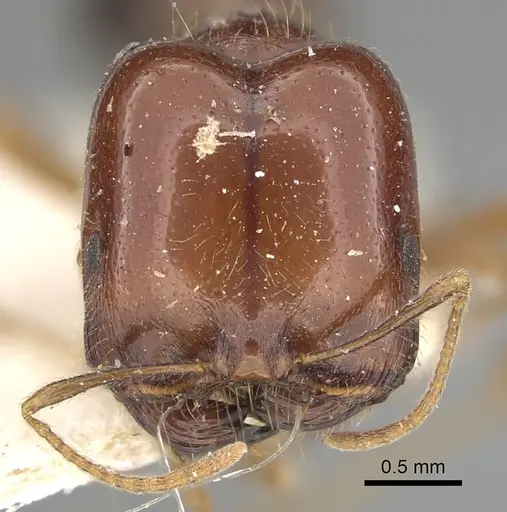 Trichomyrmex abyssinicus specimen CASENT0249906 image casent0249906_2