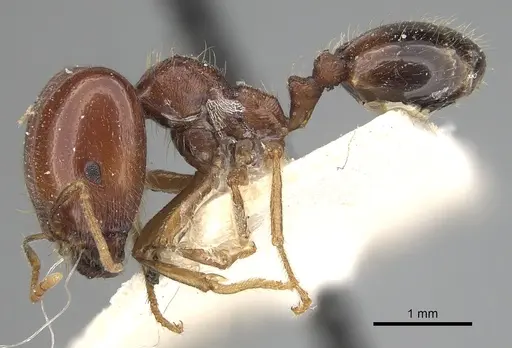 Trichomyrmex abyssinicus specimen CASENT0249906 image casent0249906_3