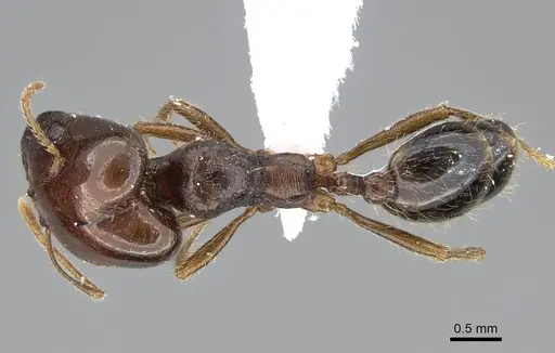 Trichomyrmex abyssinicus specimen CASENT0922267 image casent0922267_1